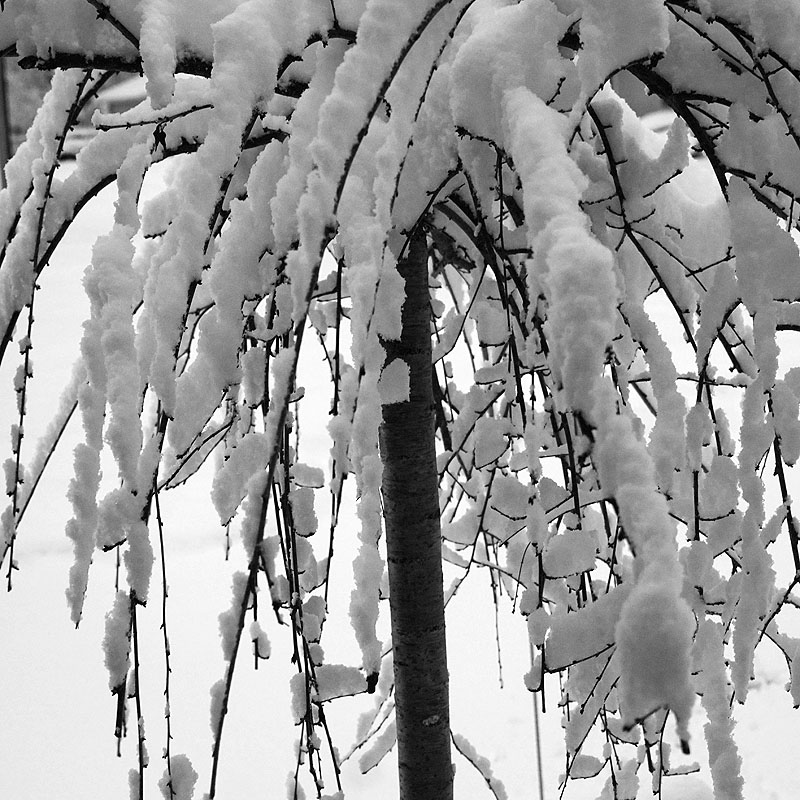 Snow on Weeping White Cherry Tree
