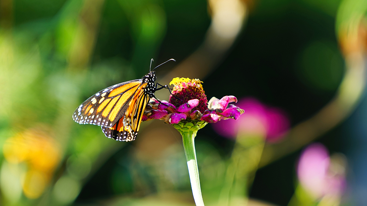 The Last Of The Monarchs