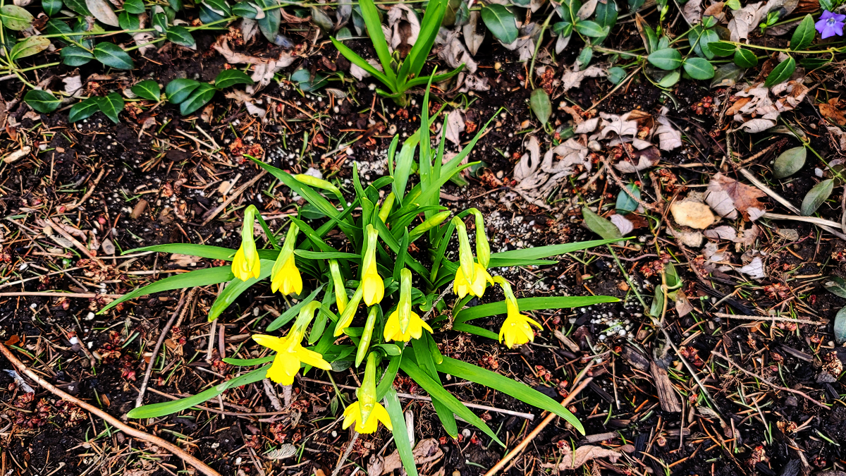 April Daffodils